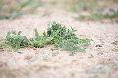 Sauropus bacciformis